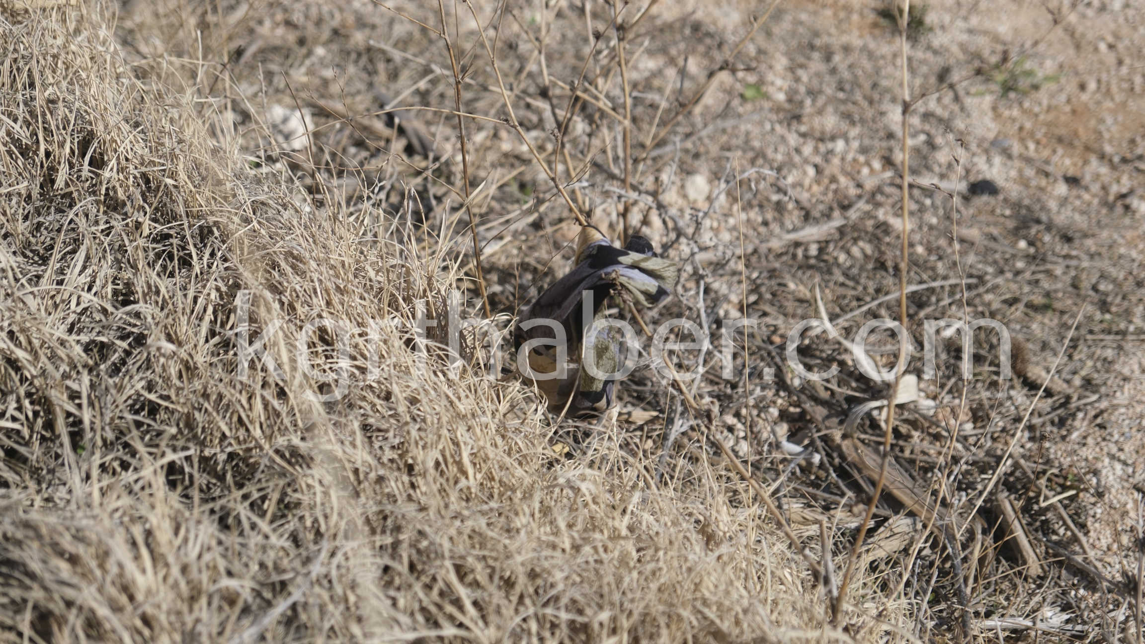 Gelincik Otu Toplarken Yola Cikan Yasli Kadina Otomobil Carpti 1 Olu (7)