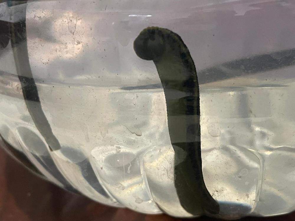 Mezbaha Kaniyla Besleniyor Kadinlar Cilt Guzelligini Sulukte Ariyor1