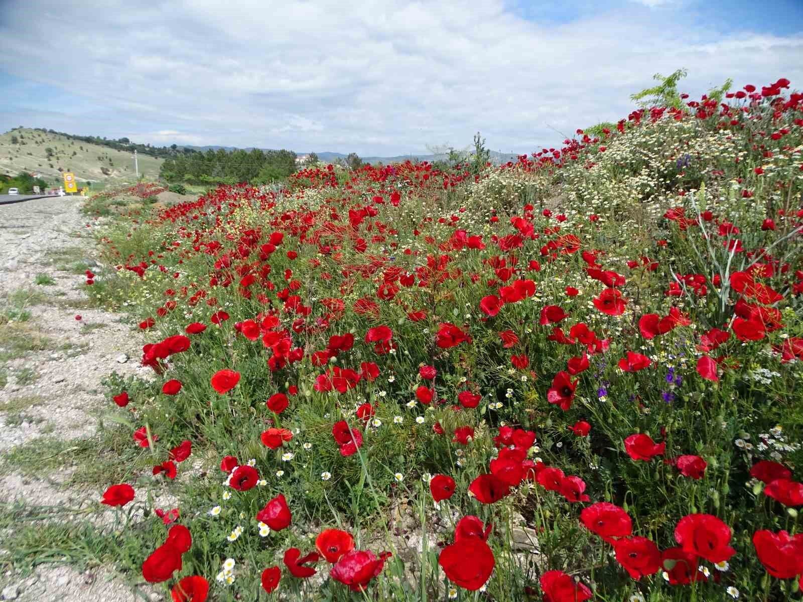 gelincik-otu-ne-ise-yarar2
