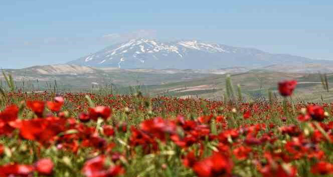 gelincik-otu-ne-ise-yarar1