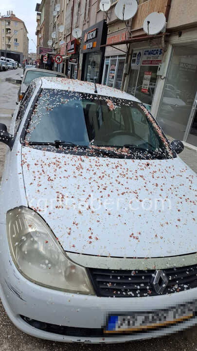 Baharin Rengi Karamani Sardi Araclar Cicek Acti2