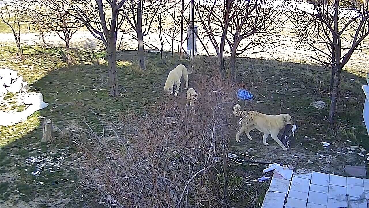 Basibos Kopekler Kediyi Oldurdu O Anlar Kamerada (1)