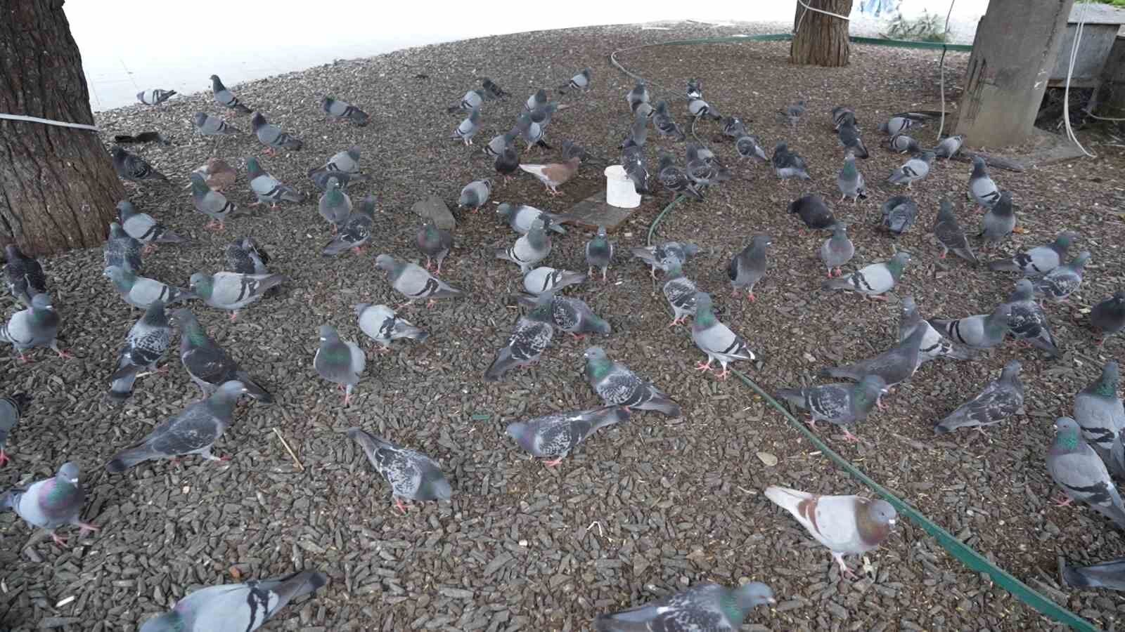 Cocuklarin Kuscu Dedesi Meydani Terk Etmiyor1