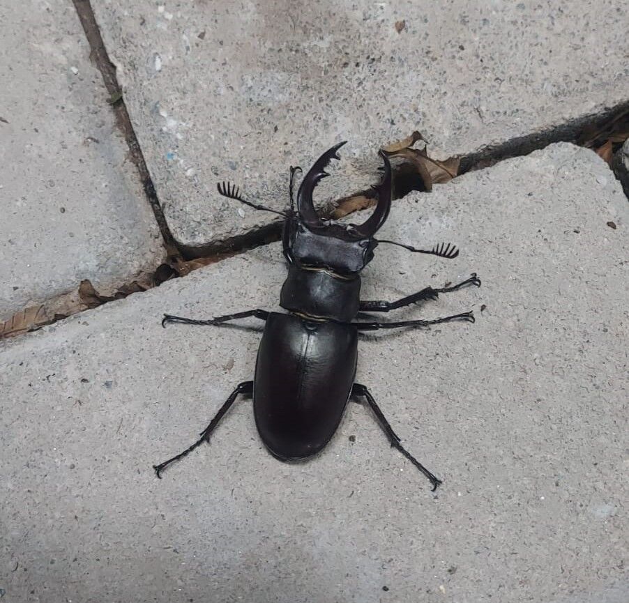 Geyik Bocegi Neden Degerli (1)