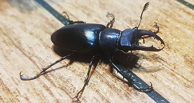 Geyik Bocegi Neden Degerli (3)