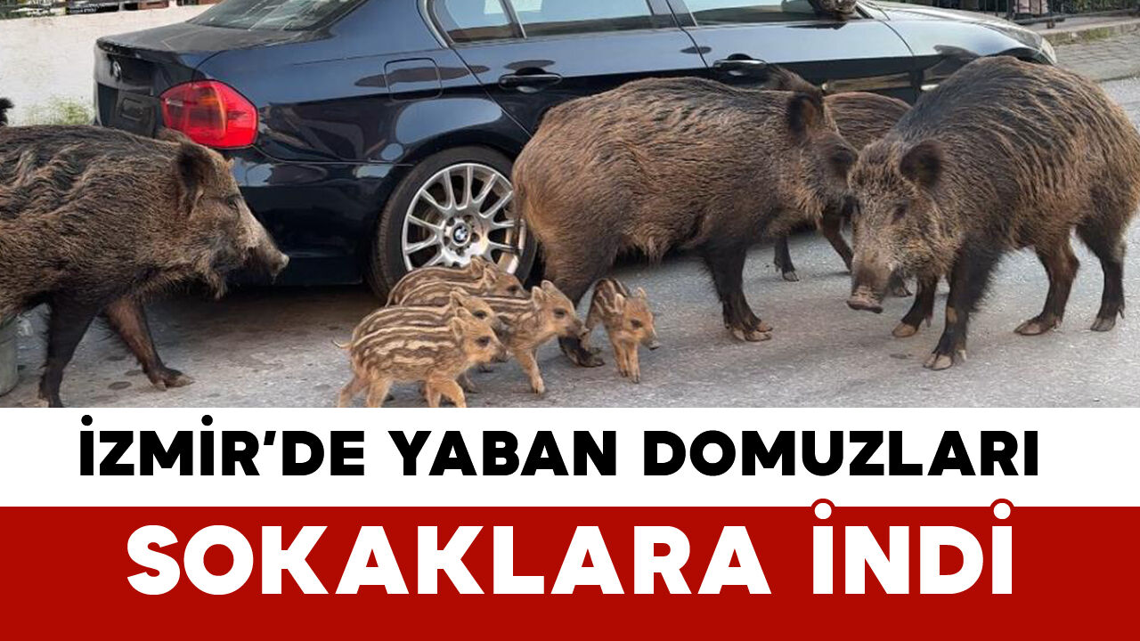 Izmirde Yaban Domuzlari Sokaklara Indi (2)