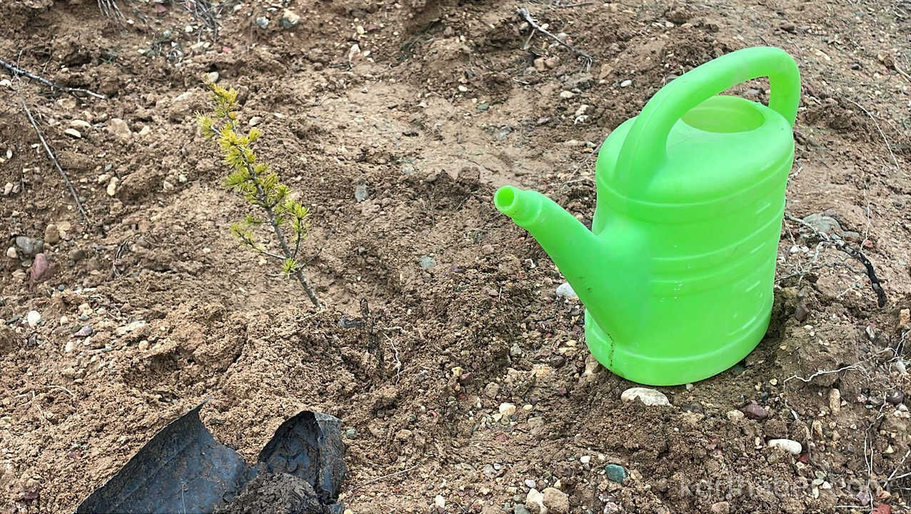 Karamanda Binlerce Fidan Toprakla Bulustu2