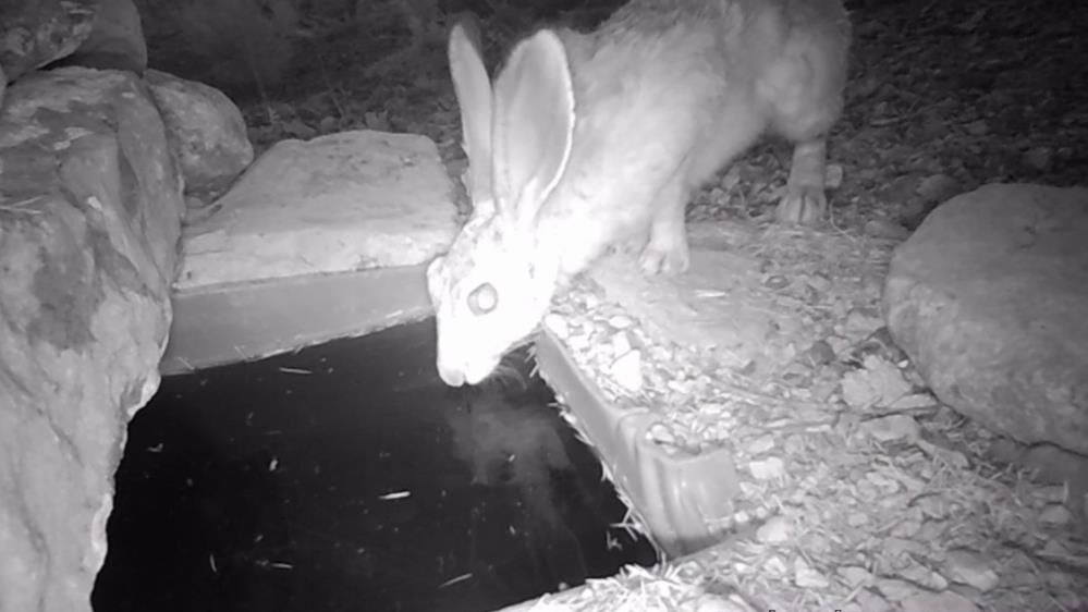 Karamanda Su Icen Yaban Hayvanlari Fotokapanda1