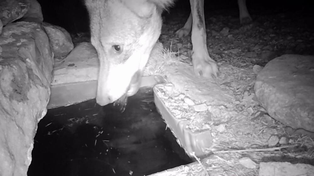 Karamanda Su Icen Yaban Hayvanlari Fotokapanda2