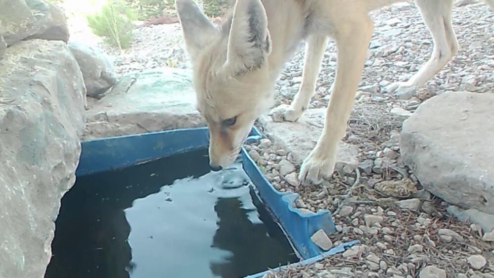 Karamanda Su Icen Yaban Hayvanlari Fotokapanda3