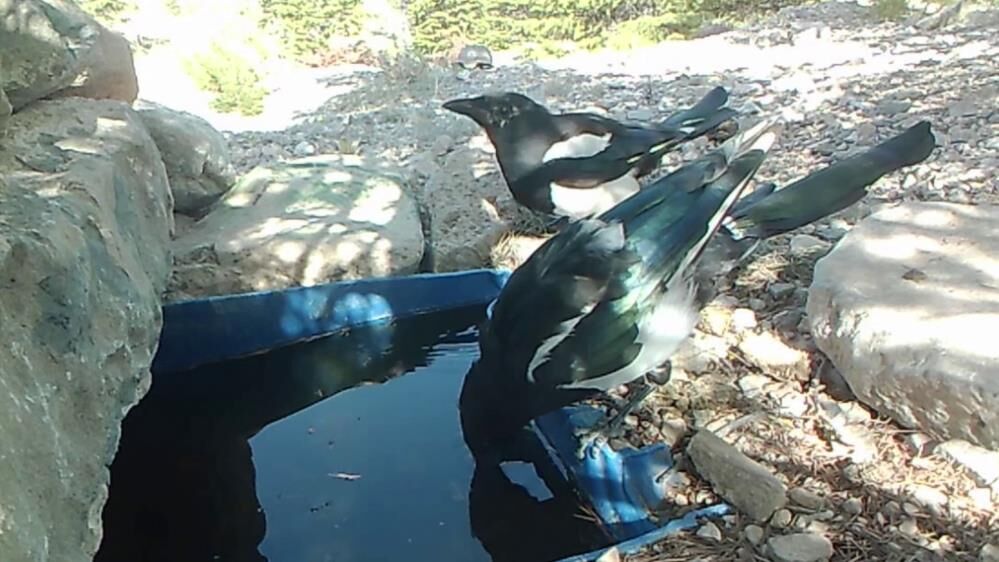 Karamanda Su Icen Yaban Hayvanlari Fotokapanda4