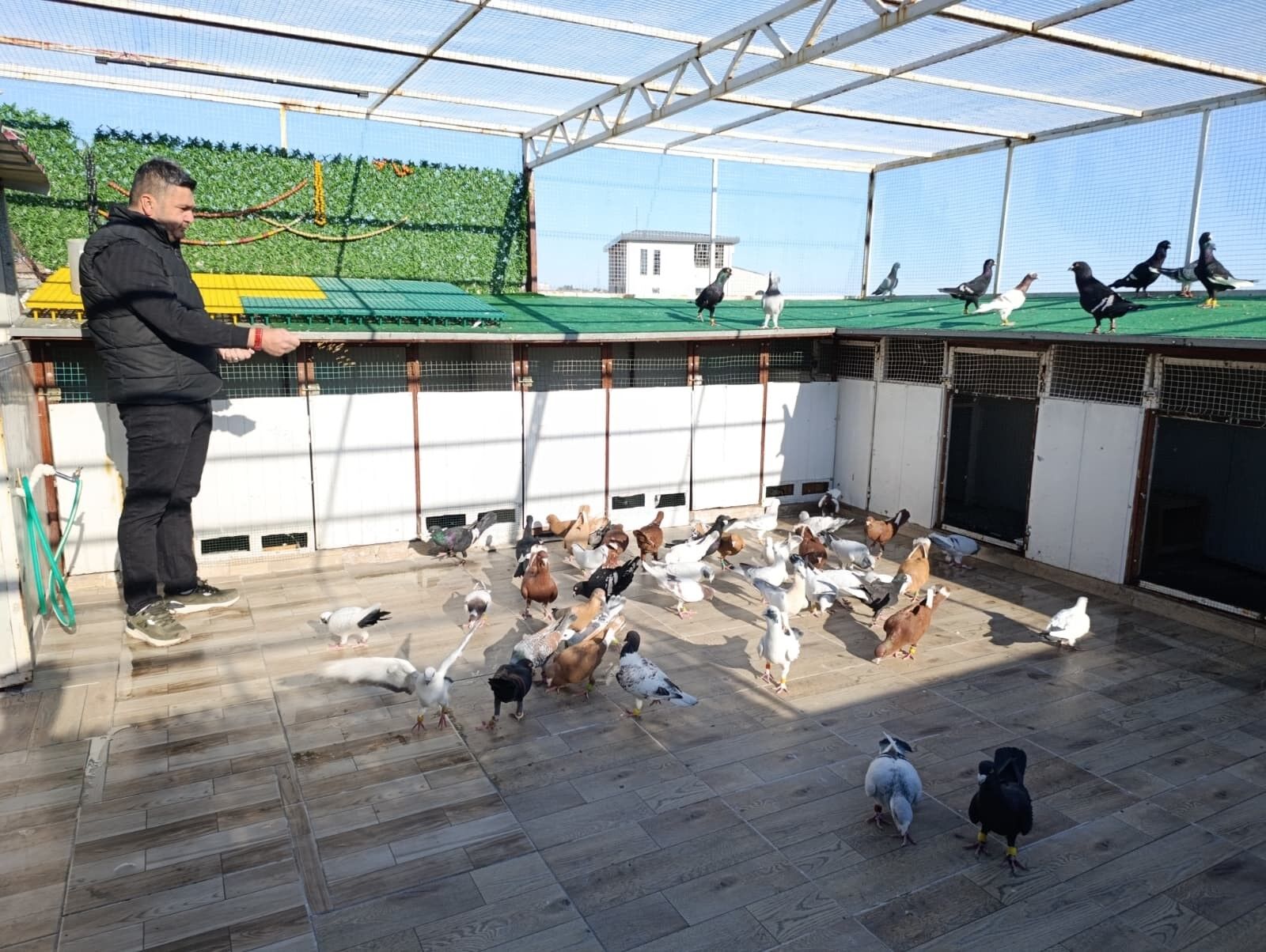 Memurlugu Birakti Guvercin Tutkusunu Meslege Donusturdu (2)