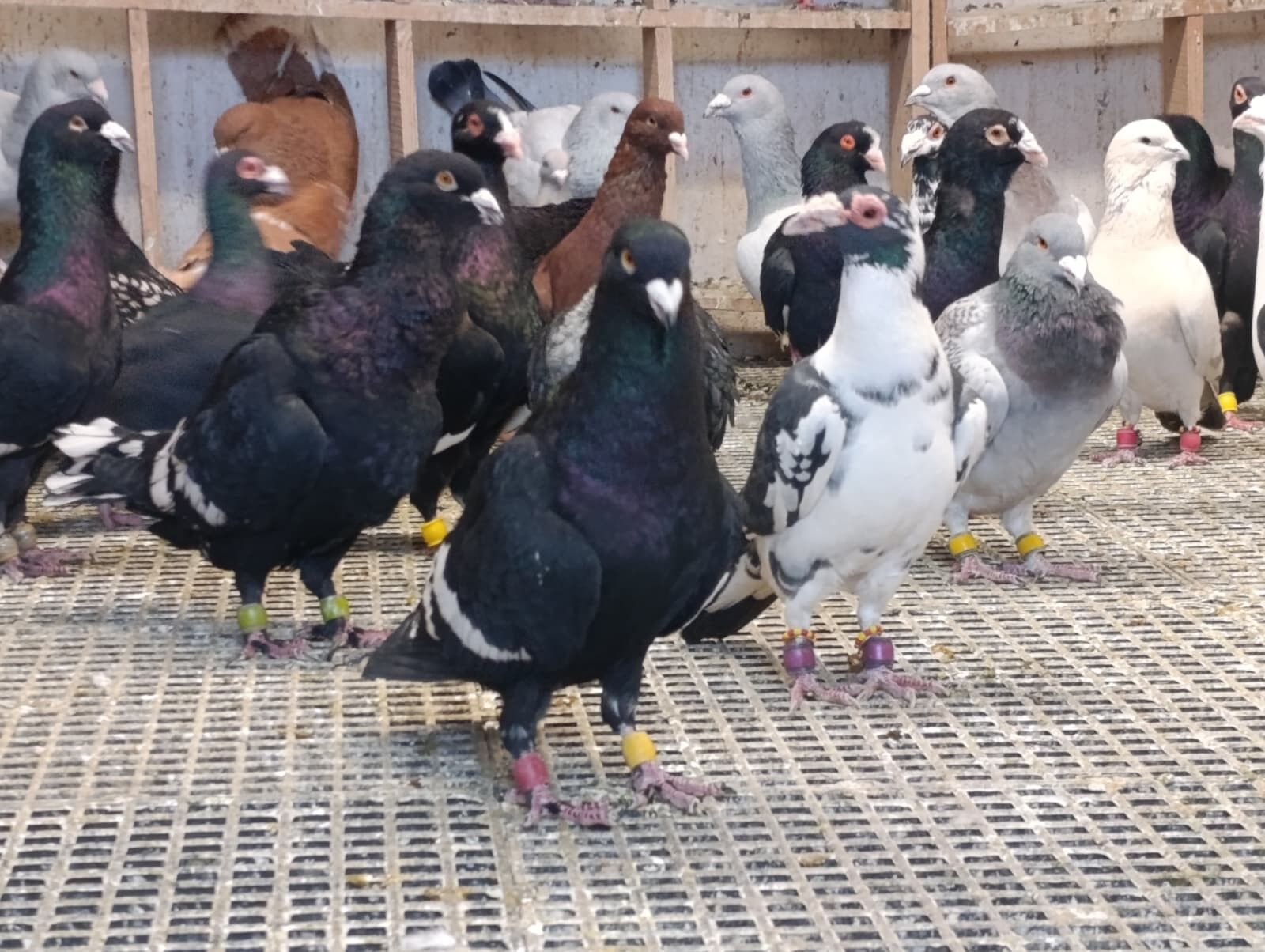 Memurlugu Birakti Guvercin Tutkusunu Meslege Donusturdu (4)