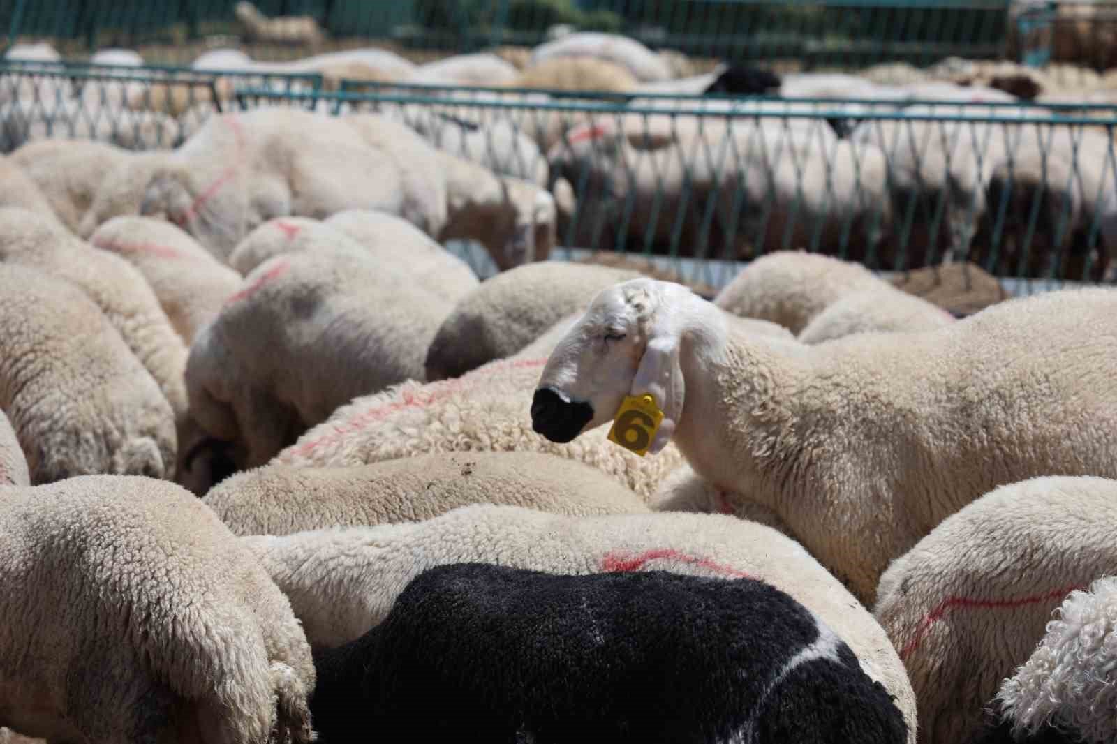 2026 Yili Kurbanlik Fiyatlari Ne Kadar (2)