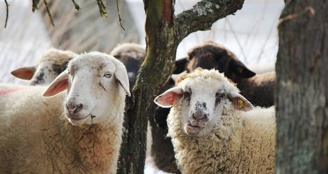 2026 Yili Kurbanlik Fiyatlari Ne Kadar (3)