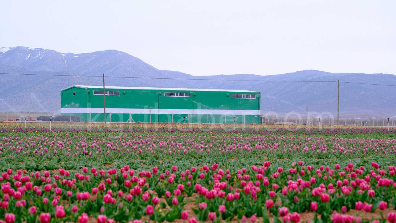 Karamanda 250 Bin Ziyaretci Beklenen Lale Tarlasinda Dogum Gunu Surprizi1