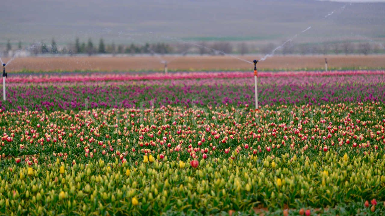 Karamanda 250 Bin Ziyaretci Beklenen Lale Tarlasinda Dogum Gunu Surprizi10