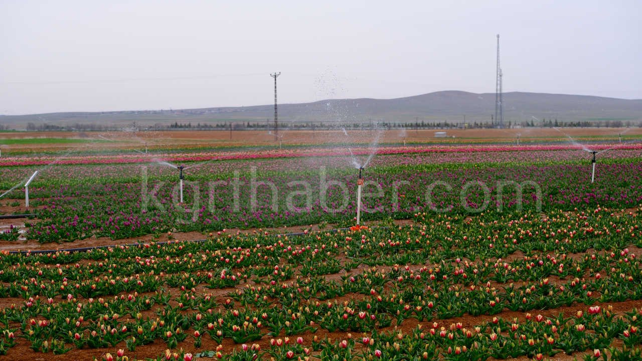 Karamanda 250 Bin Ziyaretci Beklenen Lale Tarlasinda Dogum Gunu Surprizi11