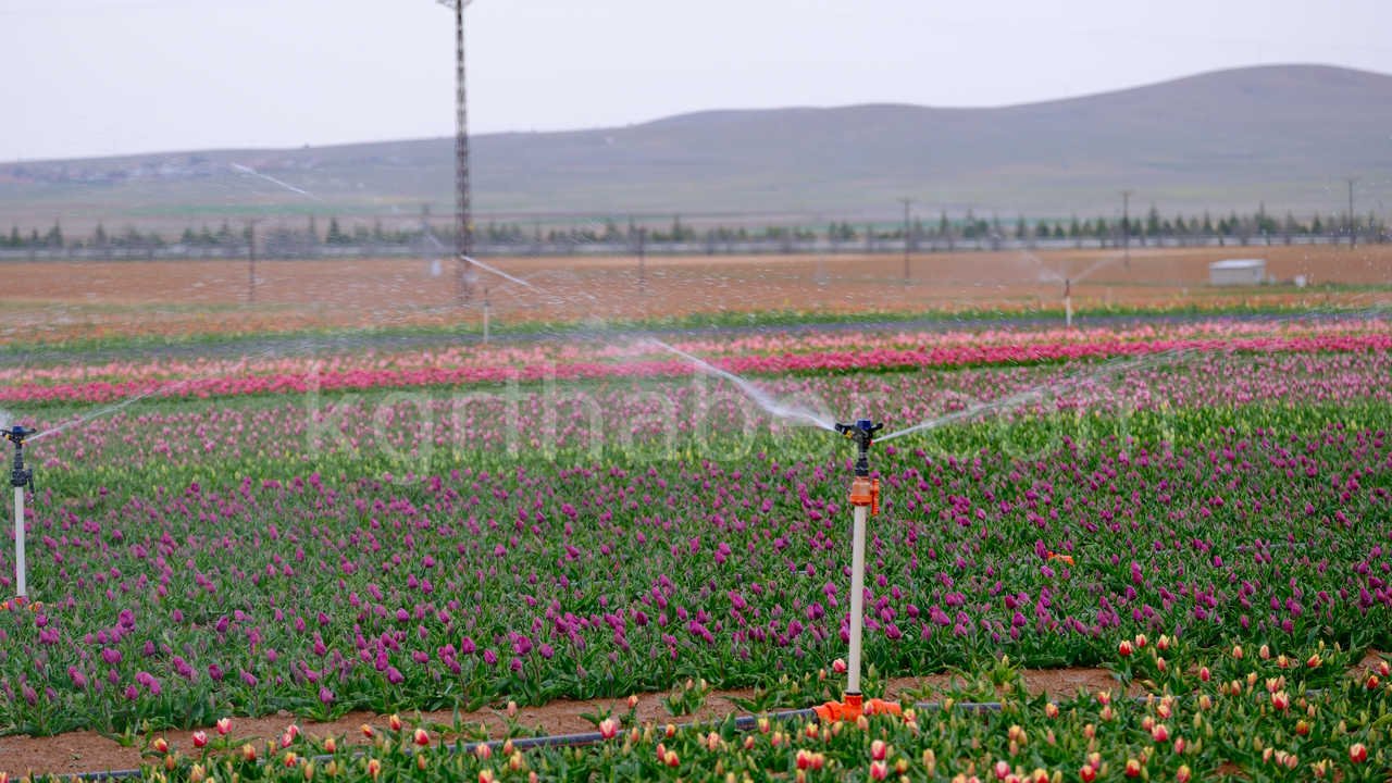 Karamanda 250 Bin Ziyaretci Beklenen Lale Tarlasinda Dogum Gunu Surprizi12