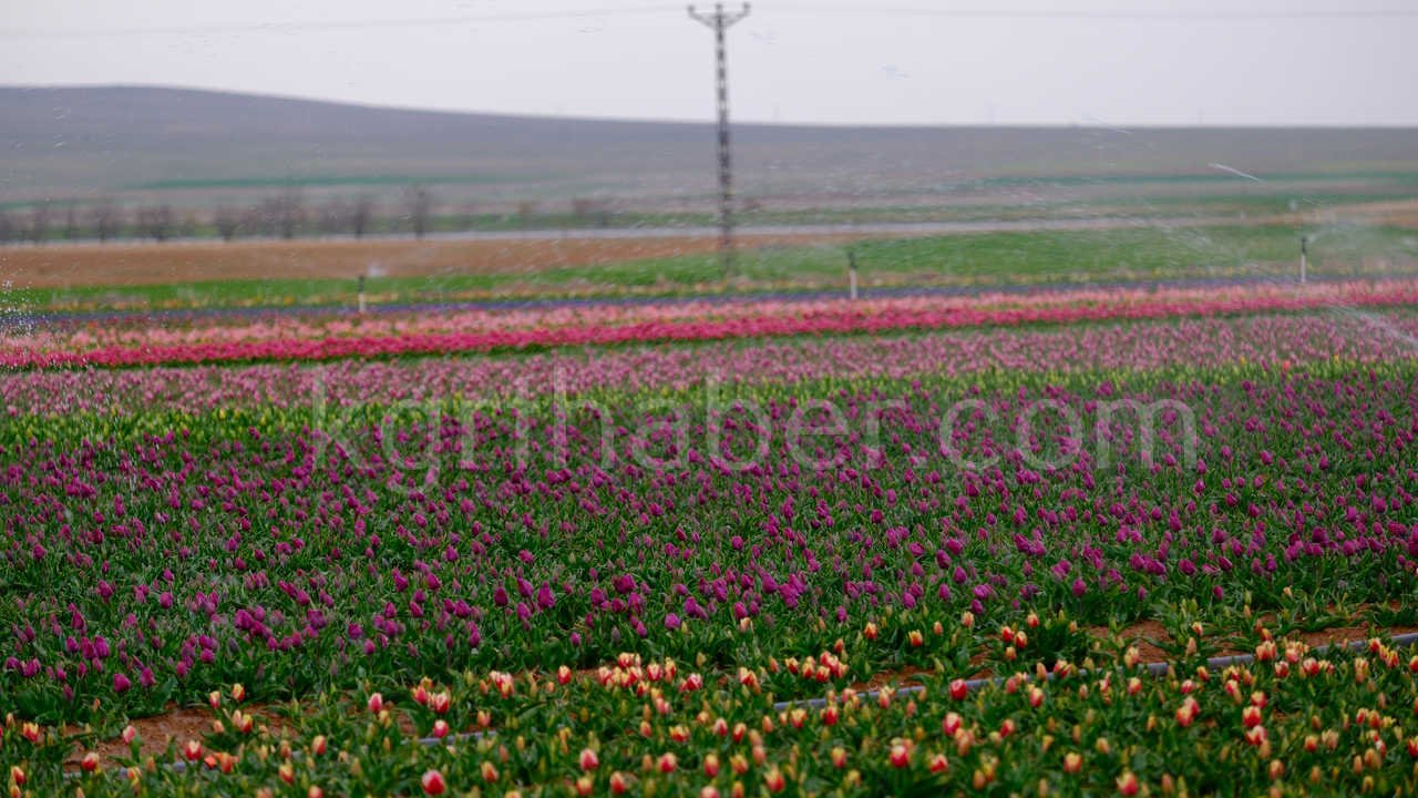 Karamanda 250 Bin Ziyaretci Beklenen Lale Tarlasinda Dogum Gunu Surprizi15