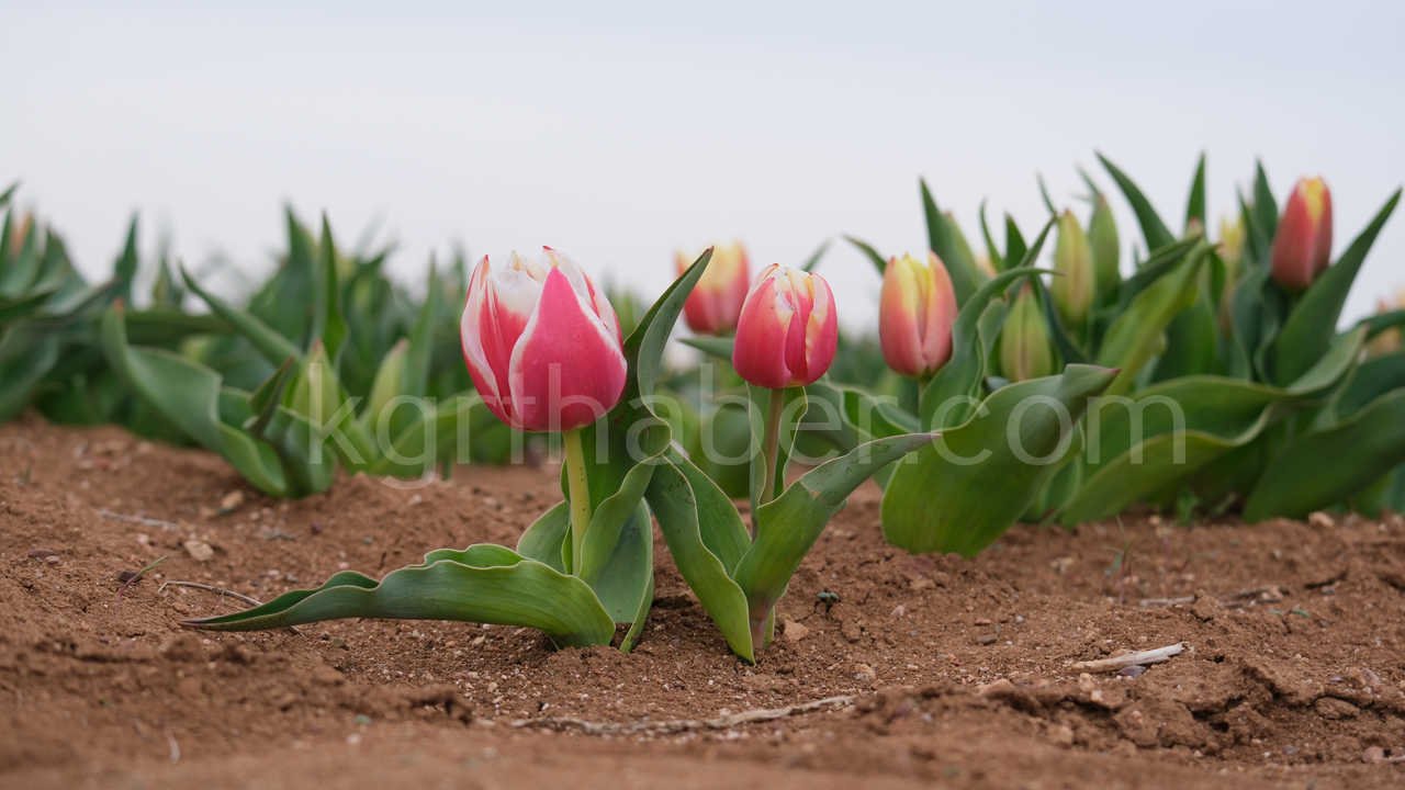 Karamanda 250 Bin Ziyaretci Beklenen Lale Tarlasinda Dogum Gunu Surprizi16