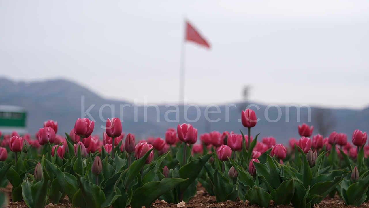 Karamanda 250 Bin Ziyaretci Beklenen Lale Tarlasinda Dogum Gunu Surprizi17