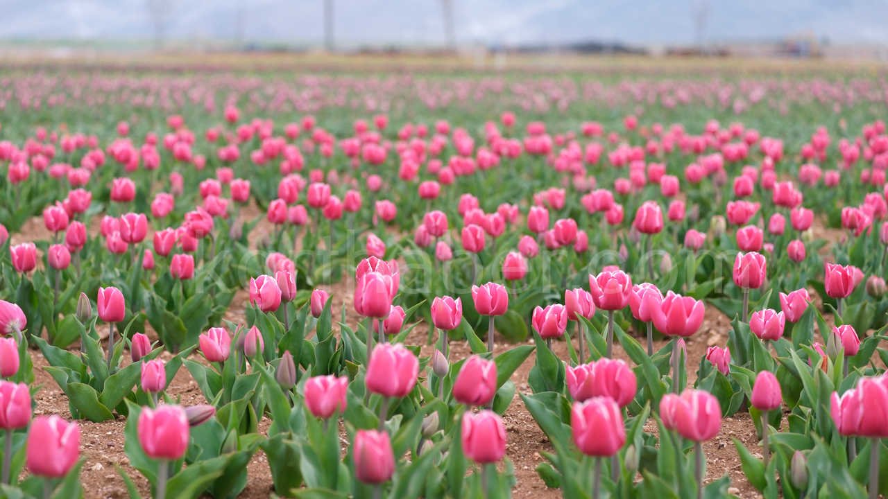 Karamanda 250 Bin Ziyaretci Beklenen Lale Tarlasinda Dogum Gunu Surprizi18
