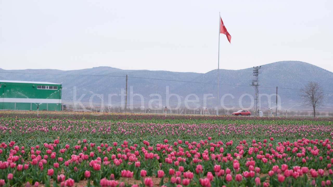 Karamanda 250 Bin Ziyaretci Beklenen Lale Tarlasinda Dogum Gunu Surprizi2