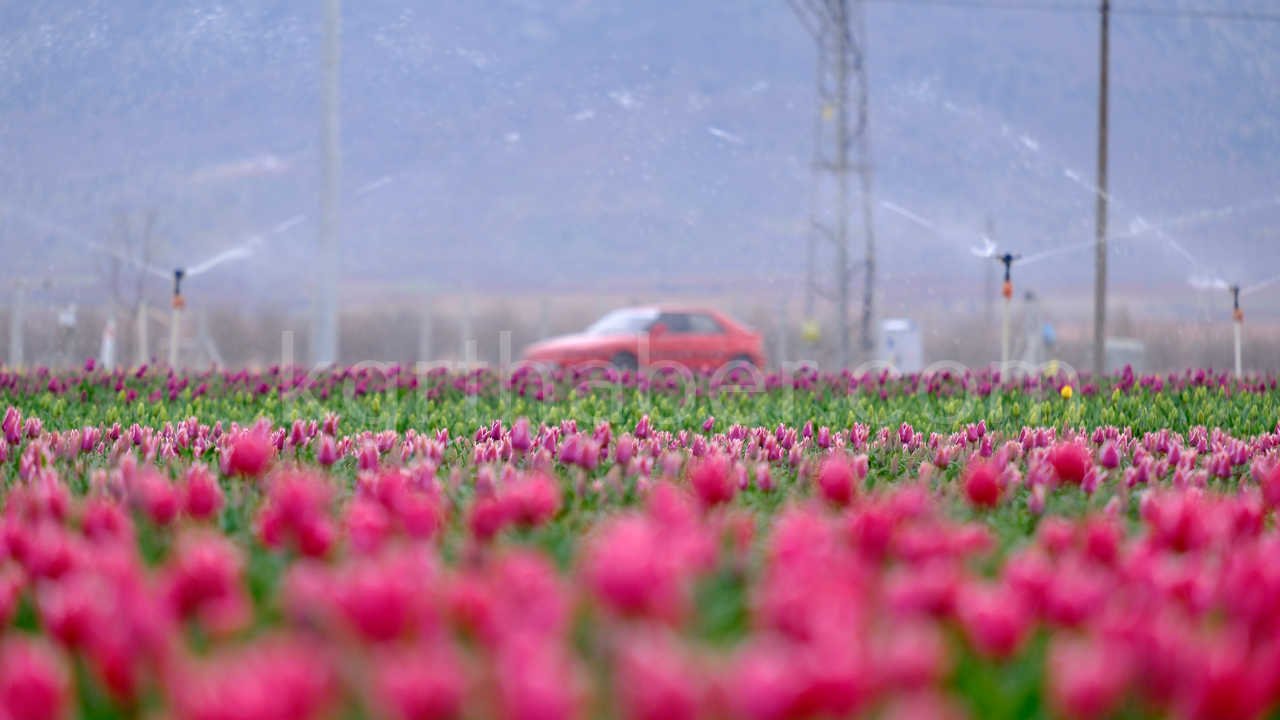 Karamanda 250 Bin Ziyaretci Beklenen Lale Tarlasinda Dogum Gunu Surprizi3