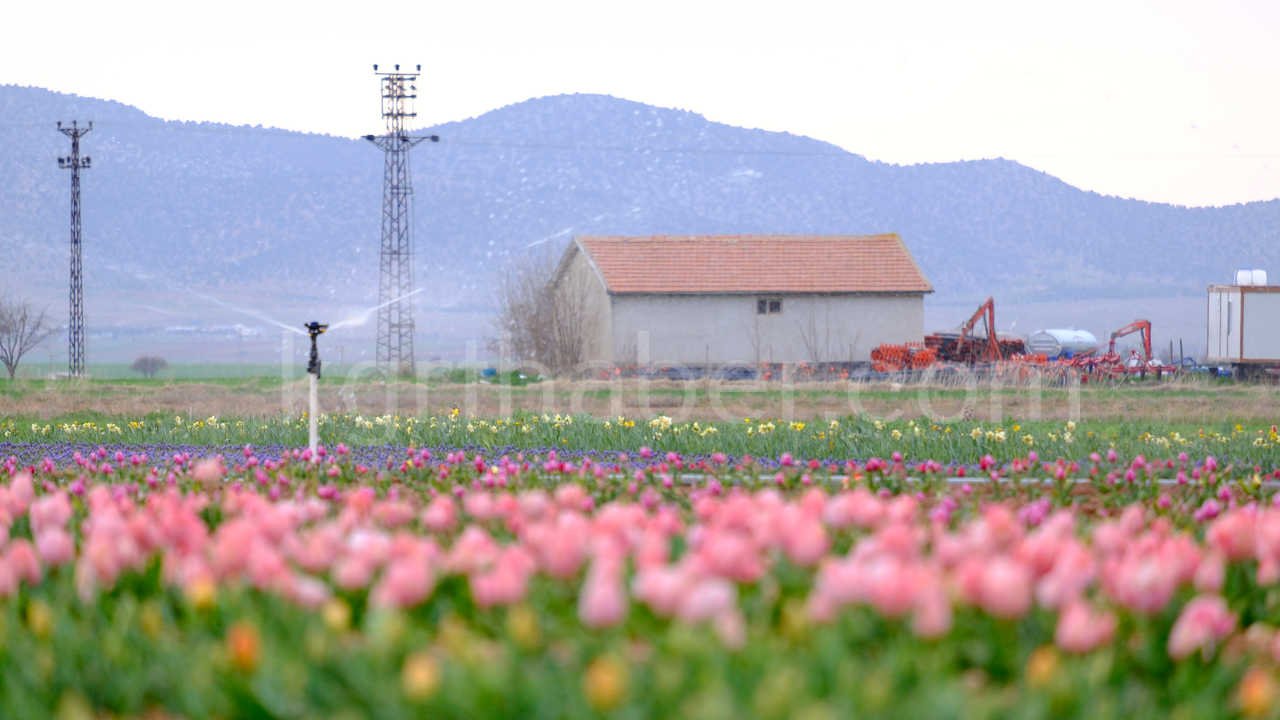 Karamanda 250 Bin Ziyaretci Beklenen Lale Tarlasinda Dogum Gunu Surprizi4