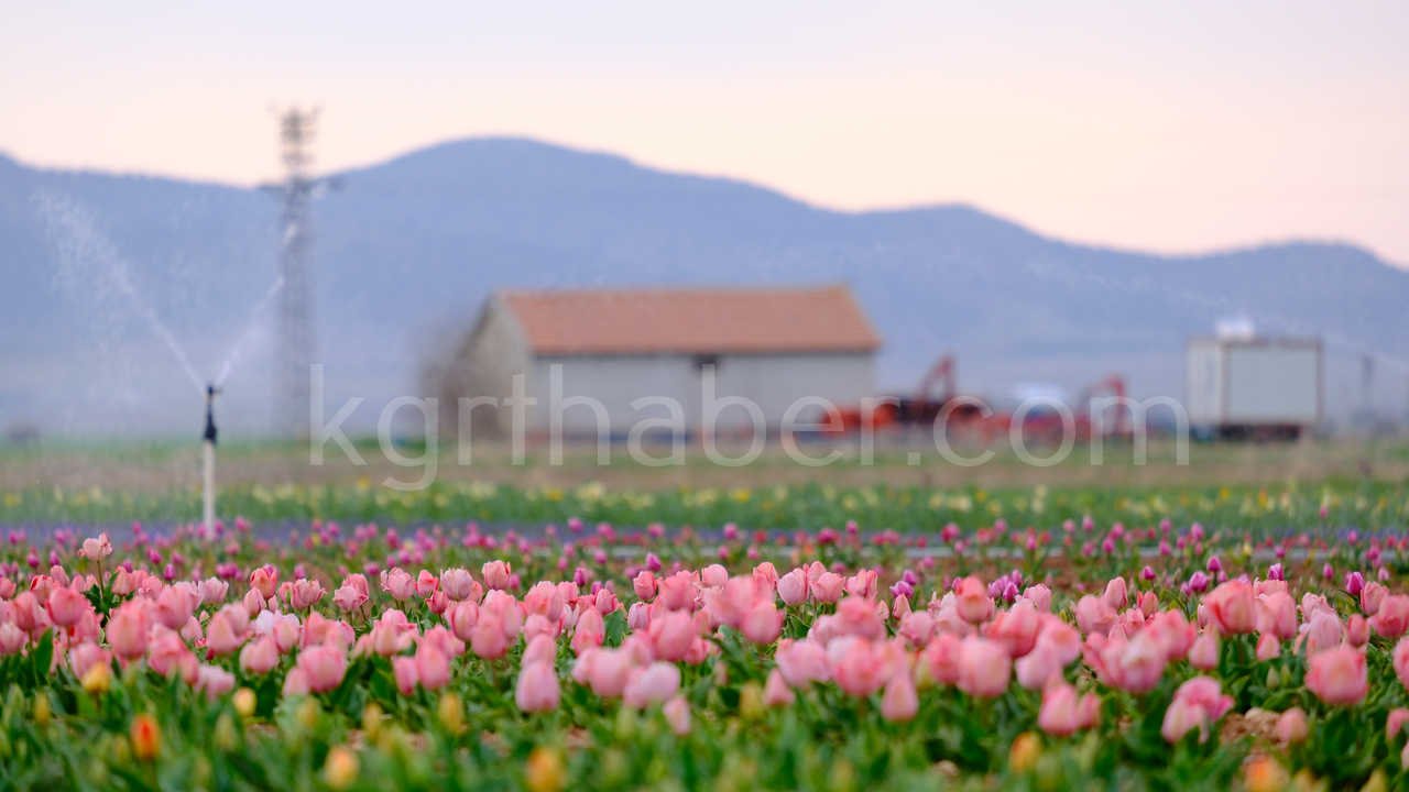 Karamanda 250 Bin Ziyaretci Beklenen Lale Tarlasinda Dogum Gunu Surprizi5