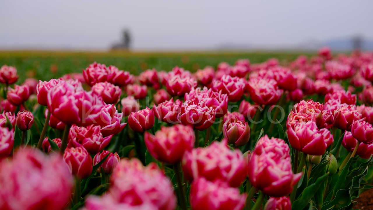 Karamanda 250 Bin Ziyaretci Beklenen Lale Tarlasinda Dogum Gunu Surprizi6