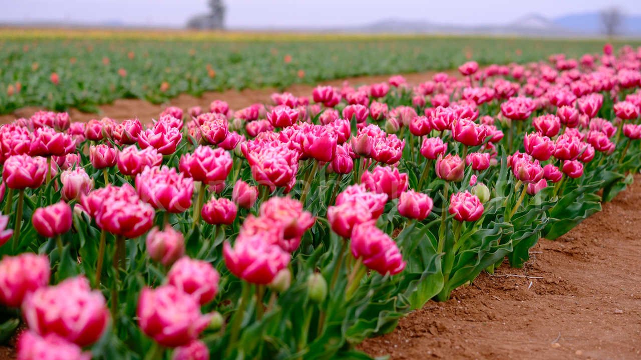 Karamanda 250 Bin Ziyaretci Beklenen Lale Tarlasinda Dogum Gunu Surprizi7