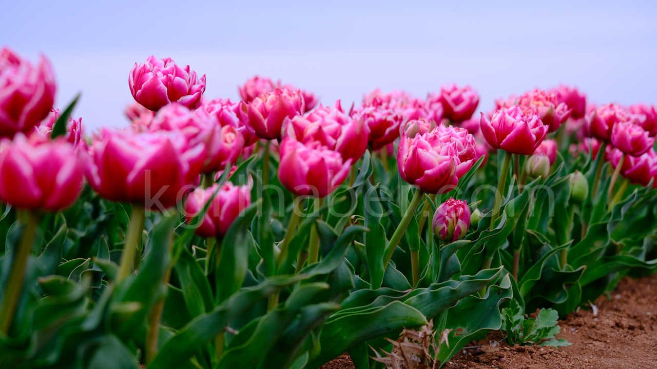 Karamanda 250 Bin Ziyaretci Beklenen Lale Tarlasinda Dogum Gunu Surprizi8