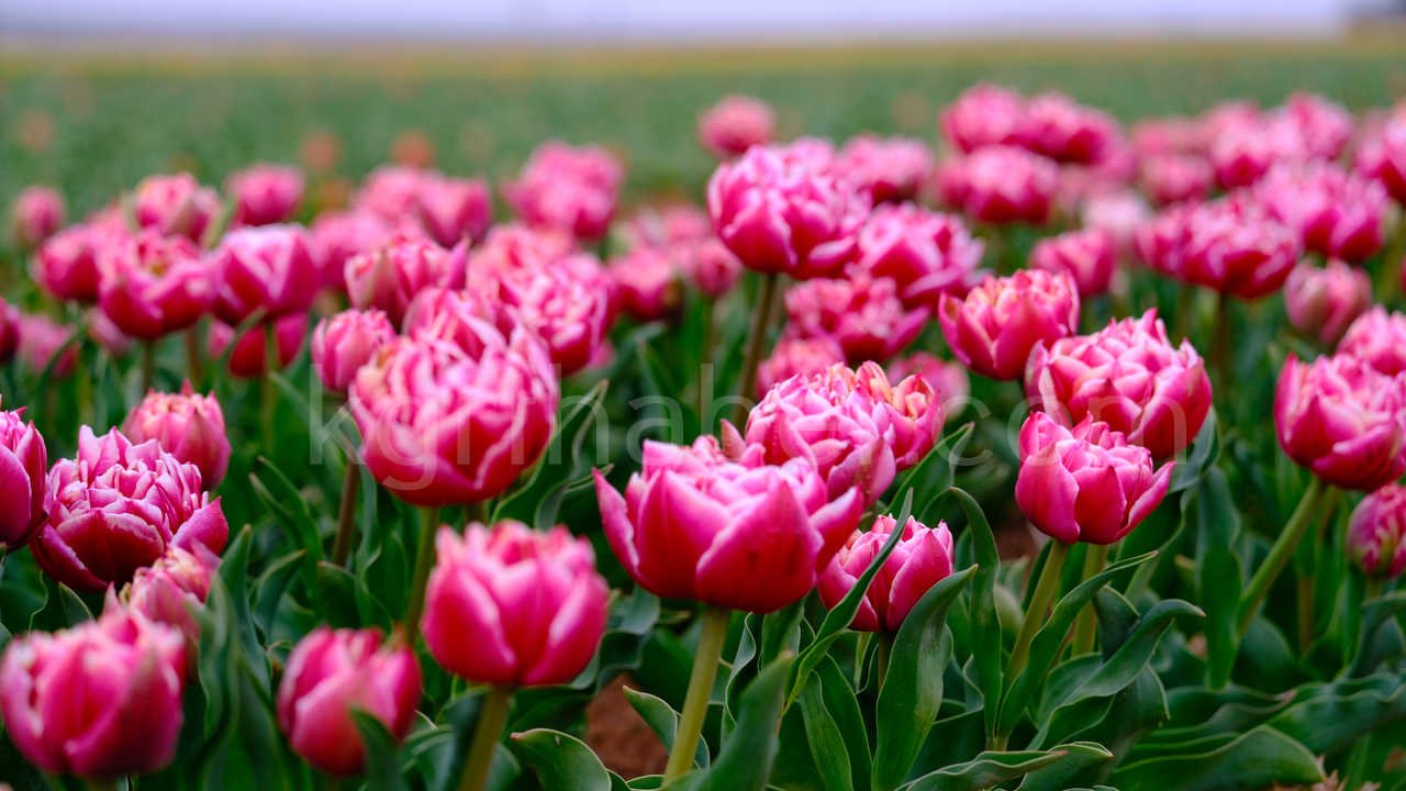 Karamanda 250 Bin Ziyaretci Beklenen Lale Tarlasinda Dogum Gunu Surprizi9