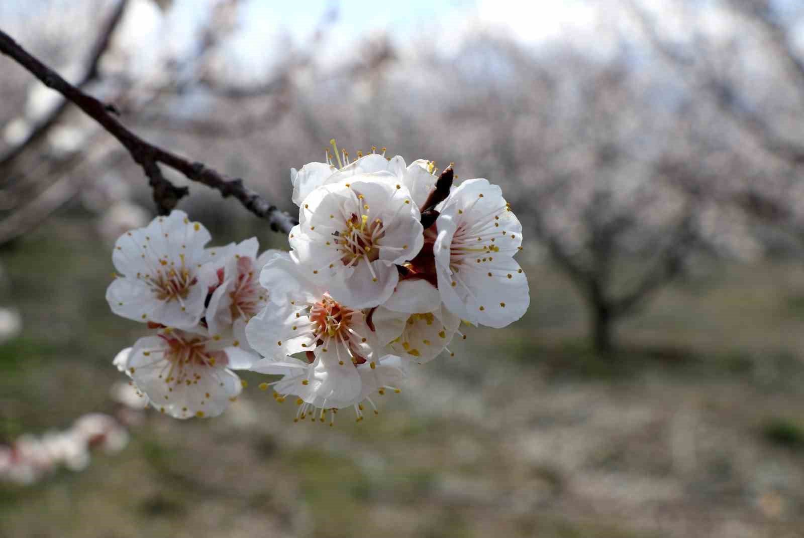 Karamanlilar Hazir Olun Sicakliklar 20 Dereceyi Zorluyor (2)
