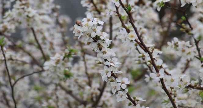 Karamanlilar Hazir Olun Sicakliklar 20 Dereceyi Zorluyor (3)