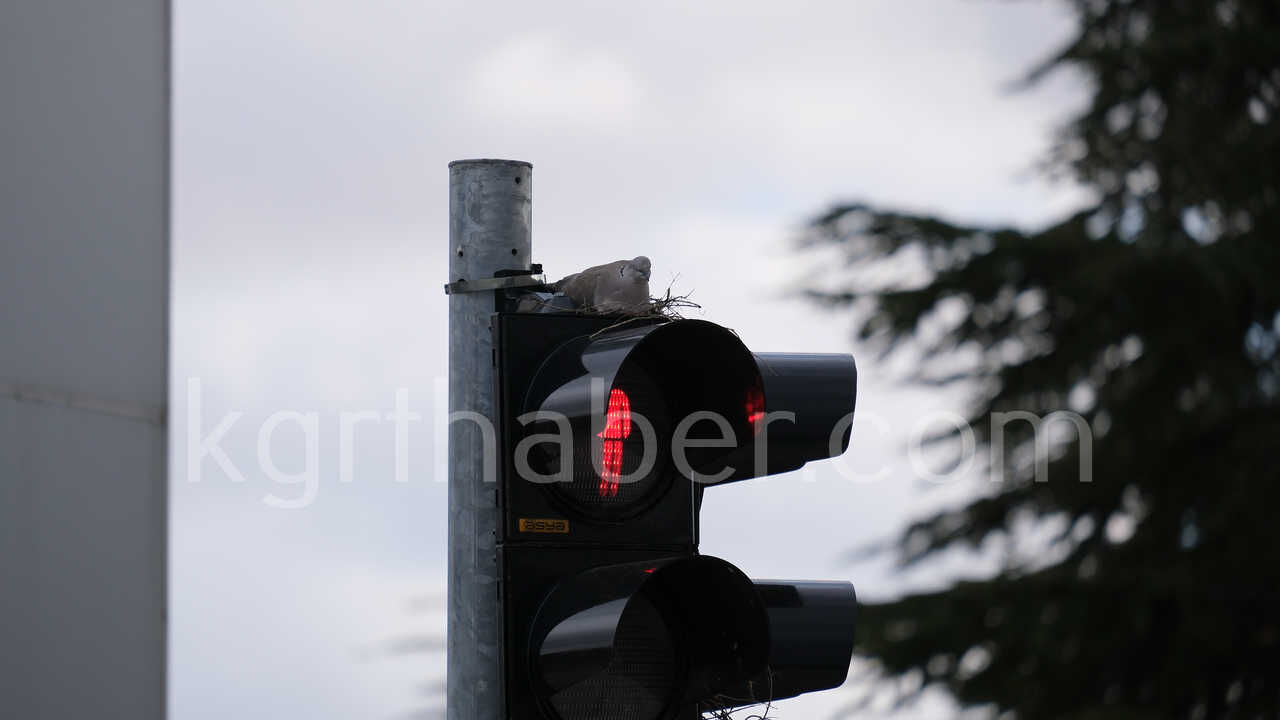 Kumru Trafik Işıklarını Mesken Tuttu Kumrunun Yuvası Görenleri Şaşırtıyor0