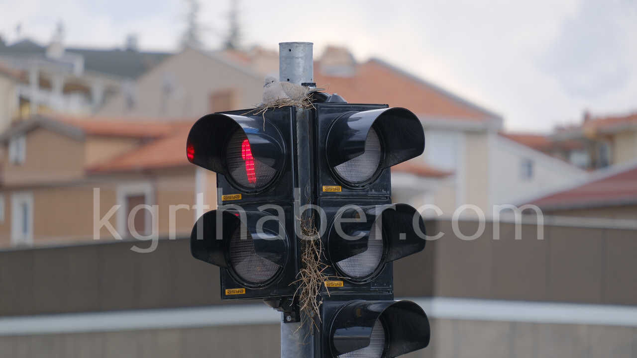 Kumru Trafik Işıklarını Mesken Tuttu Kumrunun Yuvası Görenleri Şaşırtıyor2
