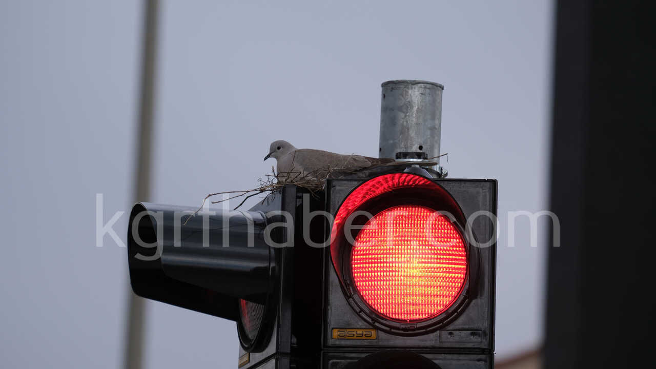 Kumru Trafik Işıklarını Mesken Tuttu Kumrunun Yuvası Görenleri Şaşırtıyor4