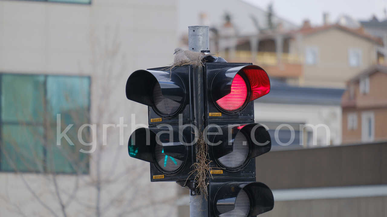 Kumru Trafik Işıklarını Mesken Tuttu Kumrunun Yuvası Görenleri Şaşırtıyor6