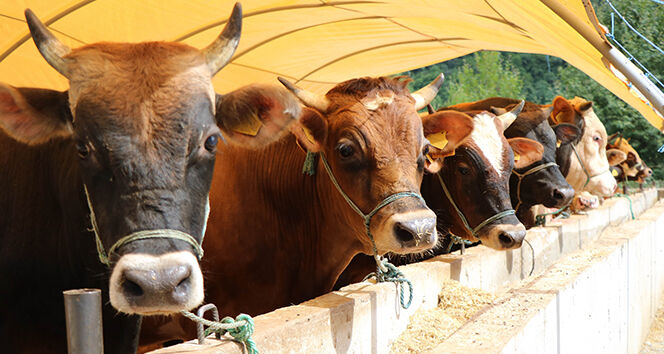 Kurban Bayramina Kac Gun Kaldi (1)