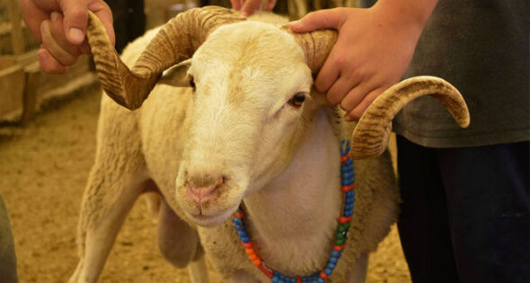 Kurban Bayramina Kac Gun Kaldi (2)