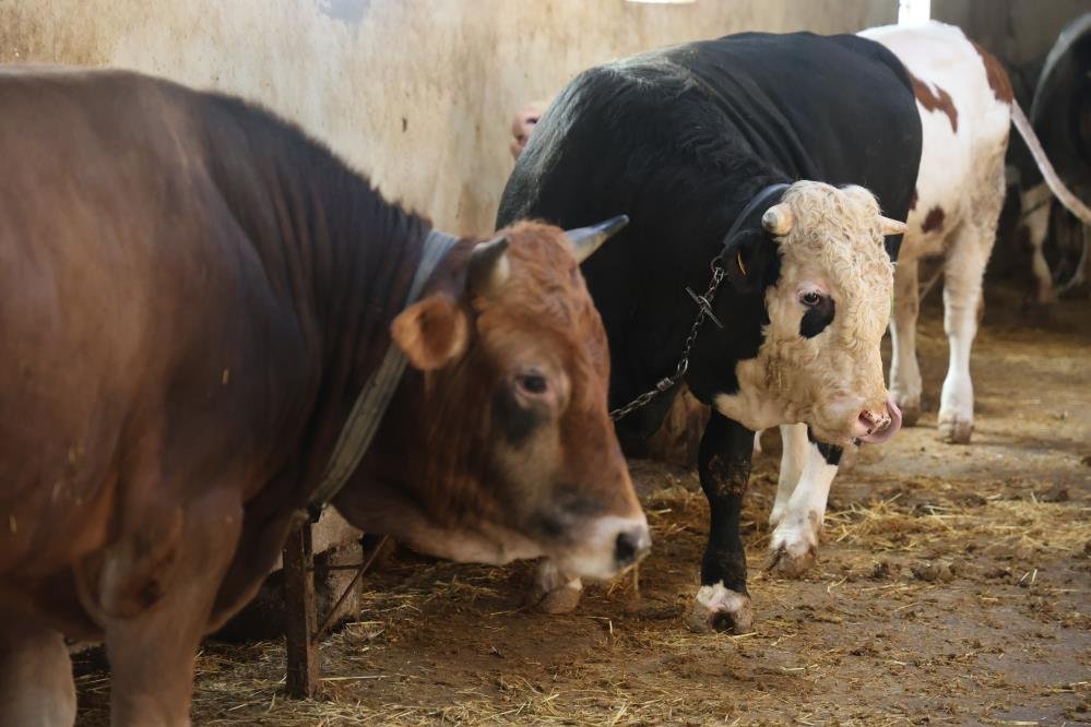 Kurbanlik Alacaklara Yas Uyarisi Saticilardan Onemli Hatirlatma (1)