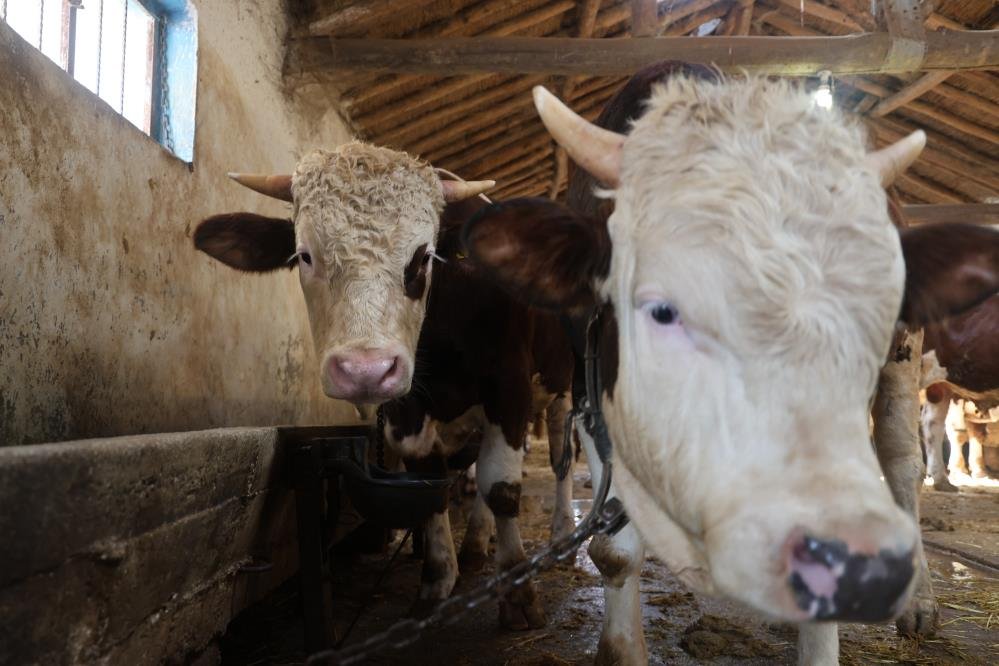 Kurbanlik Alacaklara Yas Uyarisi Saticilardan Onemli Hatirlatma (2)