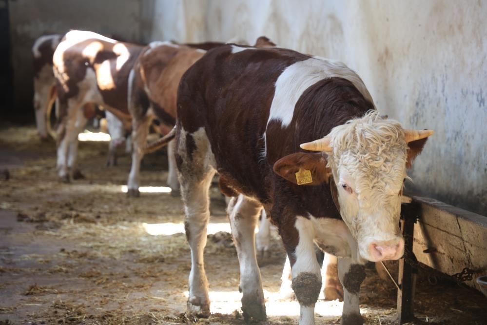 Kurbanlik Alacaklara Yas Uyarisi Saticilardan Onemli Hatirlatma (3)