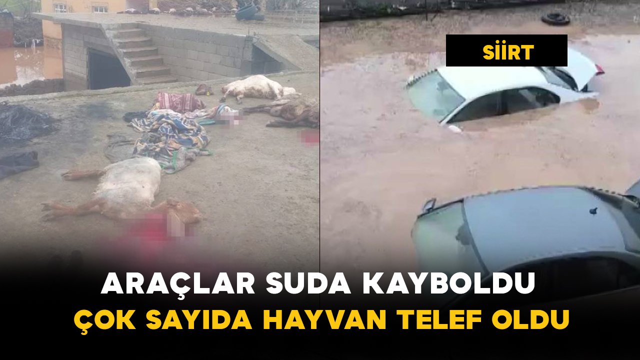 Siirt'te Araçlar Suda Kayboldu: Çok Sayıda Hayvan Telef Oldu