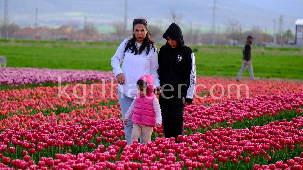 Turkiyenin En Buyuk Lale Tarlasinda Ziyaretci Rekoru0