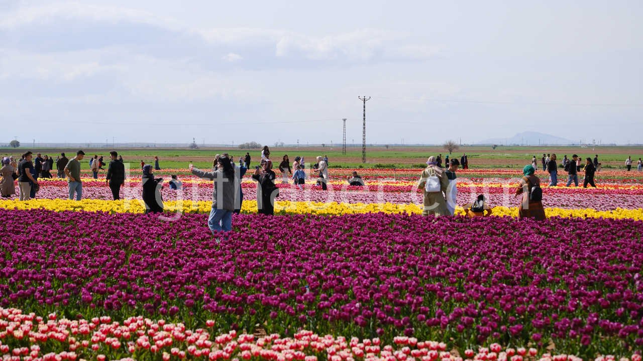 Turkiyenin En Buyuk Lale Tarlasinda Ziyaretci Rekoru1