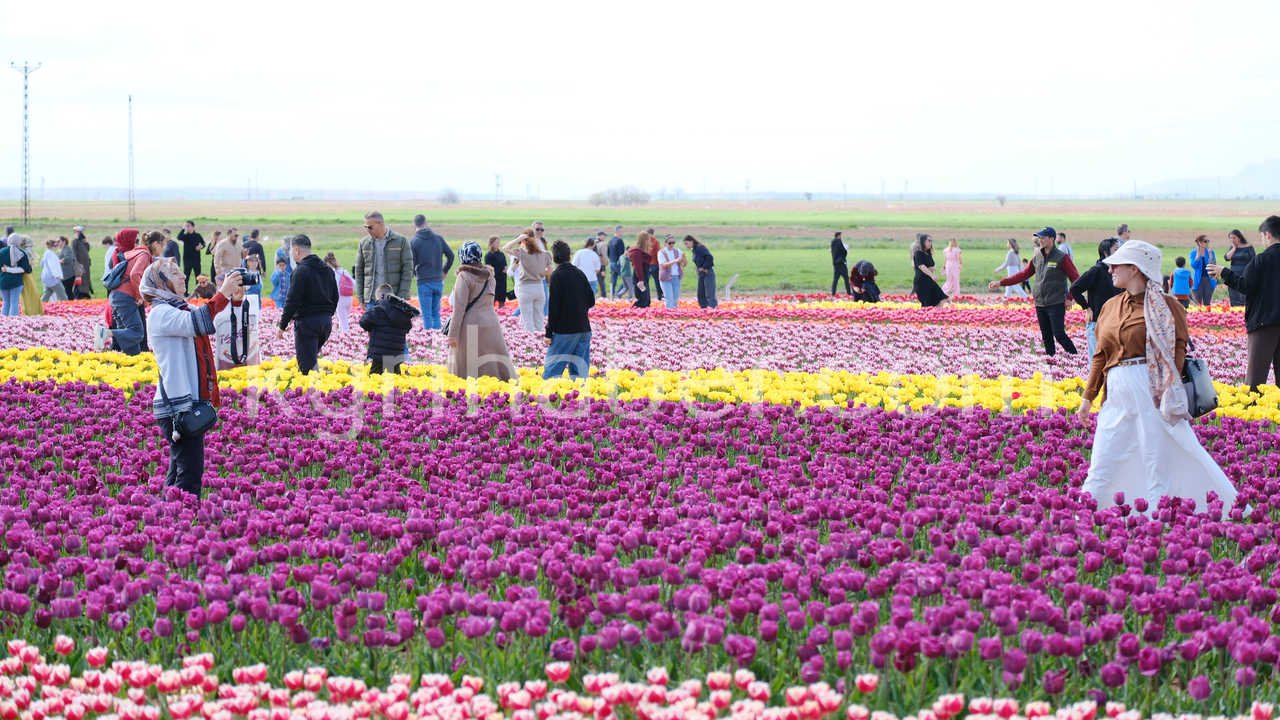 Turkiyenin En Buyuk Lale Tarlasinda Ziyaretci Rekoru2